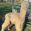 TOFT Nautilus Light Fawn Stud Male standing at TOFT Alpaca Stud